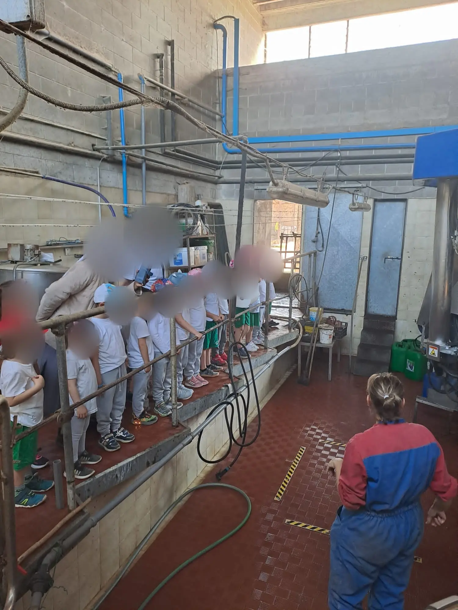 Nella sala di mungitura