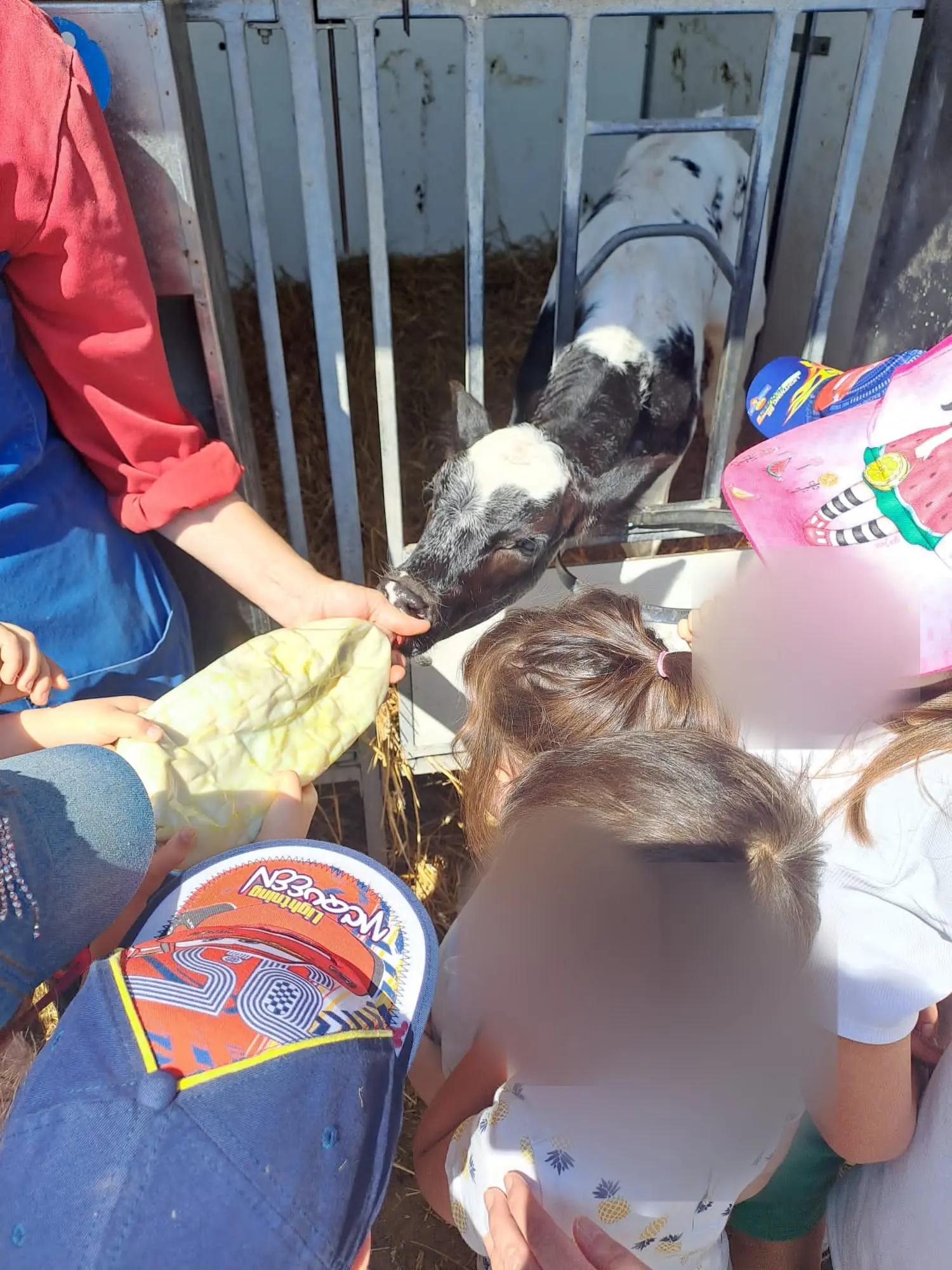 Il vitellino mangia dalle mani dei bambini
